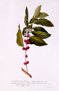 A kávéfa, c. 1743-as kézzel színezett metszet.