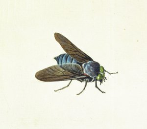 A lóbégy, 18. század alkotó: Georg Dionysius Ehret