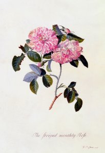 A csíkos havi rózsa c. 1745-ös kézzel színezett metszet.
