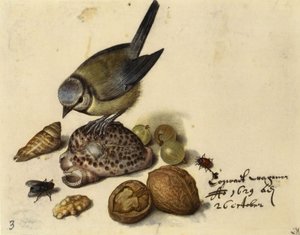 Csendélet kék cinegekkel, kagylókkal, gyümölcsökkel és rovarokkal, 1629. alkotó: Georg Flegel