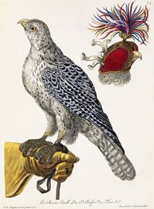 Solymászat, 3. tábla, a "Válogatott természet gyönyörei", 1771 alkotó: Georg Wolfgang Knorr