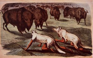 Az észak-amerikai síkvidéki indiánok farkasbőrt viselve kúsznak fel a legelő bivalyokra, 1840 körül (színes litó) alkotó: George (after) Catlin