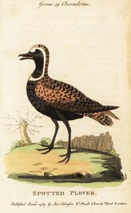 Amerikai aranylile vagy foltos lile, Pluvialis dominica alkotó: George (after) Edwards