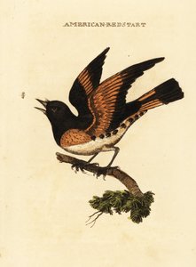 Amerikai redstart, Setophaga ruticilla alkotó: George (after) Edwards