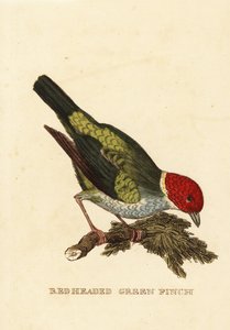 Bay-meghatározatlan Tanager, Tangara Jiroo