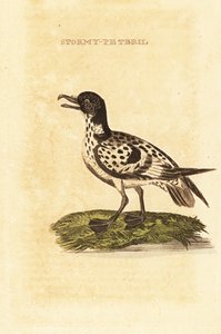 Cape petrel, Daption köpeny alkotó: George (after) Edwards