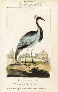 Demoiselle vagy numidiai daru, Grus virgo