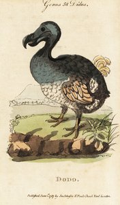 Kihalt dodó, Raphus cucullatus (Didus ineptus)
