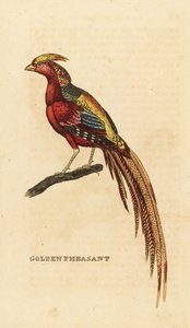 Aranyfácán, Chrysolophus pictus