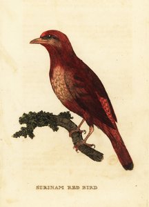 Guyanai vörös cotinga, főnix hentes
