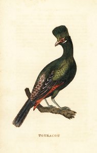 Guinea turaco vagy zöld turaco, Tauraco persa
