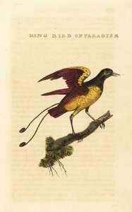 Paradicsommadár király, Cicinnurus regius