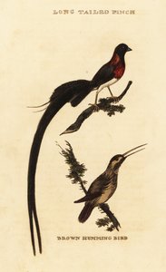 Hosszúfarkú paradicsom, Whydah, Vidua paradisaea és rózsás kolibri, Selasphorus rufus alkotó: George (after) Edwards