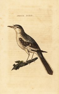 Északi gúnymadár, Mimus polyglottos