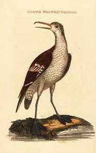 Vörösnyakú phalarope, Phalaropus lobatus alkotó: George (after) Edwards