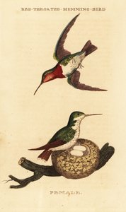 Rubintorkú kolibri, Archilochus colubris alkotó: George (after) Edwards