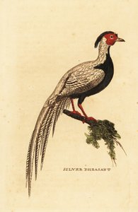 Ezüstfácán, Lophura nycthemera