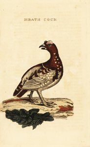 Lucfajd, Falcipennis canadensis canace alkotó: George (after) Edwards