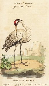 Szamárdaru, Grus americana