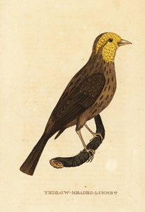 Sárga csőr, Pheucticus chrysopeplus alkotó: George (after) Edwards