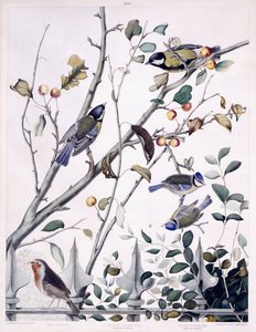 Vörös mell (Robin), széncinege (hím és nőstény) és kék cinege (hím és nőstény), 1841 körül (kézzel színezett metszet) alkotó: George (after) Shield