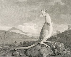 Egy állat, amelyet Új-Hollandia partjainál találtak, Kanguroo néven", 1773 körül (metszet, metszet)