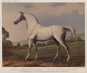Nambrino, Lord Grosvenor tenyésztette, Westminster márki birtokában, az Eaton Hallban (színes litó)