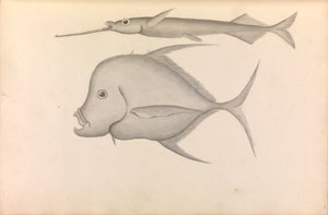 George Anson kapitány világkörüli útjának beszámolója alkotó: George Anson