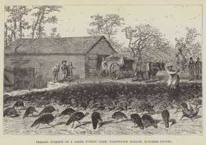 Pulykák etetése egy nagy pulykafarmon, Washington Hollow, Dutchess megye alkotó: George Augustus Sala