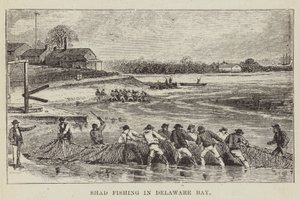 Shad Fishing a Delaware-öbölben alkotó: George Augustus Sala