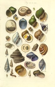 Konchológiai kézikönyv 15. tányér. Színes kagylók, köztük abalone kagylók alkotó: George B. Sowerby