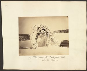 Egy fa a Niagara-vízesés felett