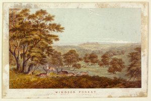 Windsori erdő - zsebkönyvkiadás alkotó: George Baxter