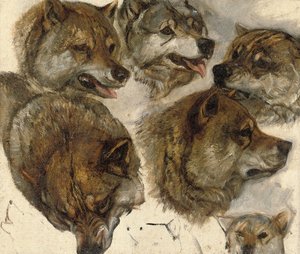Tanulmányok a husky-fejekről