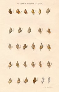 British Shells, 1859. alkotó: George Brettingham Sowerby