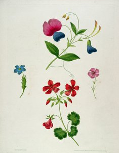 Illusztráció az „Új traktátus a virágfestésről, avagy Minden hölgy a saját rajzmestere” című könyvből, 1816 (színes nyomott metszet, kézi színezéssel)