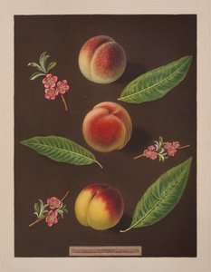 Kancellár, Catherine és az Old Newington őszibarack (színes litó)