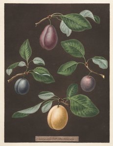 Pomona Britannica: 17. szám - Szilva alkotó: George Brookshaw