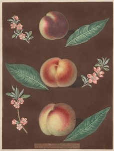 Pomona Britannica: 33. szám - Őszibarack