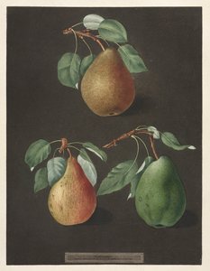Pomona Britannica: 82. szám – Körte, 1807.