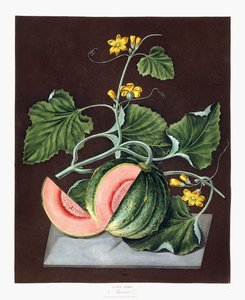 Tök, 1812