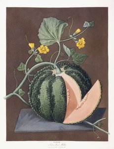 Ezüst szikladinnye, 1812