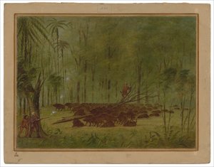 Harc pecákkal – Karib-szigetek alkotó: George Catlin