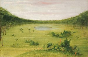 Gyönyörű szavanna a floridai fenyőerdőben alkotó: George Catlin