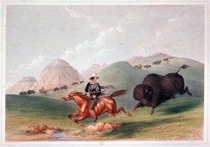 Bölényvadászat Észak-Amerikában – Georges Catlin litográfiája alkotó: George Catlin