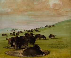 Buffalo Bulls in a Wallow, 1837-1839. alkotó: George Catlin