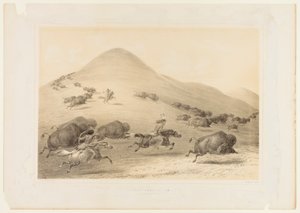 Bölényvadászat, üldözés - 6. sz. alkotó: George Catlin
