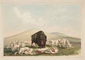 Buffalo Hunt, Fehér farkasok megtámadják a bivalybikát, pl. 10 az észak-amerikai indiánok portfóliójából alkotó: George Catlin