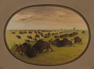 Bikaviadal, 18611869. alkotó: George Catlin