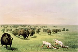 Farkasbőrrel álcázott bivalyvadászat, 1832 körül